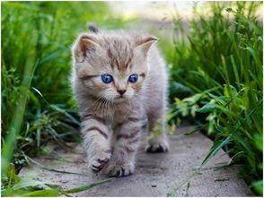 娱乐吃瓜酱营业的猫,揭秘吃瓜酱营业的猫界风云